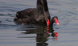 最初黑天鹅爆料视频,首次爆料视频深度解析