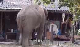 屋顶的大象 在线观看,在线揭秘神秘动物之谜
