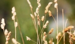 野草在线观看,探寻自然之美，感受生命力量