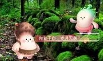 野生菌爆料视频大全集最新,探寻菌林奥秘，尽享美味之旅