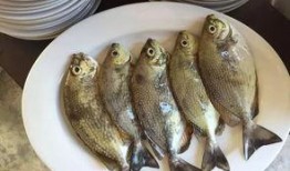 娱乐吃瓜酱养鱼,揭秘网红养鱼背后的趣味生活