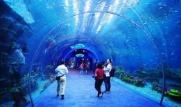 海洋之眼爆料视频最新版,揭秘神秘海洋生物与未知海域探险