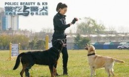 警花与警犬在线观看,热血追踪，守护平安的忠诚伴侣