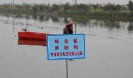 湖北潜江养虾事件爆料视频,水质恶化引发公众关注