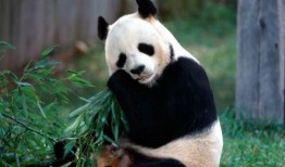 娱乐吃瓜熊猫视频大全,吃瓜视频大全盘点