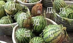 吃瓜娱乐间的作品,揭秘娱乐圈背后的故事与真相