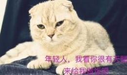 喵小吉花间吃瓜免费,一场趣味横生的夏日盛宴