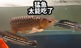 娱乐吃瓜酱养鱼,揭秘网红养鱼背后的趣味生活