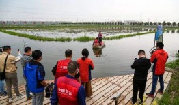 湖北潜江养虾事件爆料视频,水质恶化引发公众关注