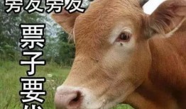 黄牛爆料娱乐圈内幕,黄牛爆料的惊人内幕大曝光