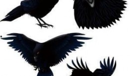 最新乌鸦爆料张大炮,张大炮最新动态揭秘