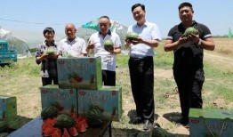 吃瓜网红小勺子图片,网红美食新风尚