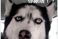 二哈爆料视频大全最新版,笑料横生，欢乐无限