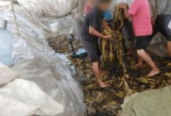 土坑酸菜爆料者是谁呀视频,爆料者身份引发热议