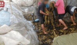 土坑酸菜爆料者是谁呀视频,爆料者身份引发热议