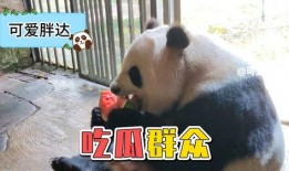 娱乐吃瓜熊猫视频大全,吃瓜视频大全盘点