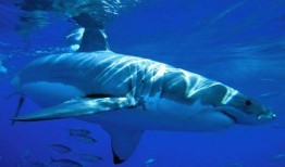 吃瓜大白小说大结局免费阅读,揭秘真相，瓜田里的逆袭传奇！