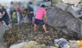 土坑酸菜爆料者是谁呀视频,爆料者身份引发热议