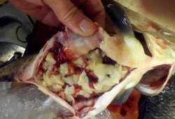 鱼吃鱼最新爆料