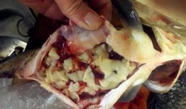 鱼吃鱼最新爆料