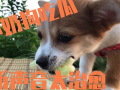 娱乐圈吃瓜小狗是谁啊,揭秘神秘“吃瓜群众”身份